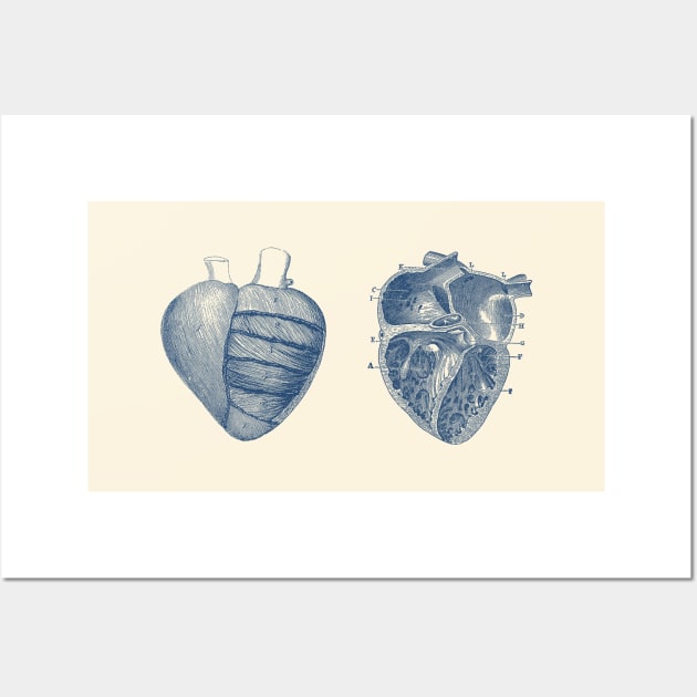 Heart Diagram - Dual View - Vintage Anatomy Wall Art by Vintage Anatomy Prints